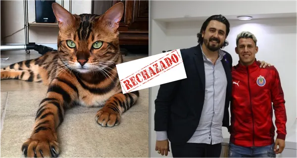 El jugador Jonathan Orozco pudo llegar a Chivas a inicios de temporada. En Tijuana le regalaron un gato de 80 mil pesos y por eso no llegó. Por esta razón, el gato vale tanto dinero.