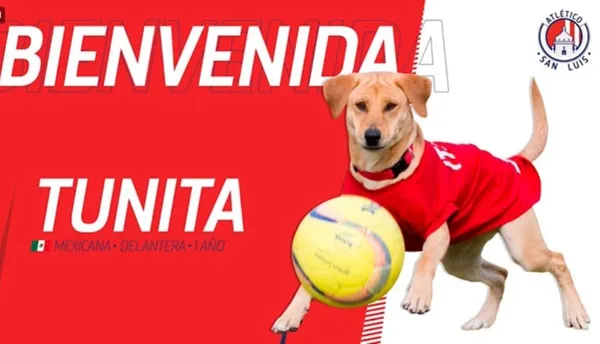 Encontraron a su nueva mascota