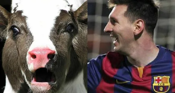 Foto de una vaca emitiendo sonido, a la derecha Lionel Messi (Fuente: Ecuavisa)