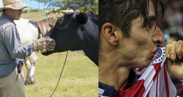 Representación del cuidado de vacas / Jugador de Chivas (Fuente: IMAGO7)