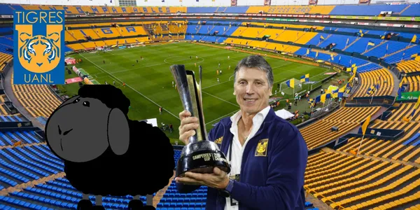 Siboldi en Nuevo León