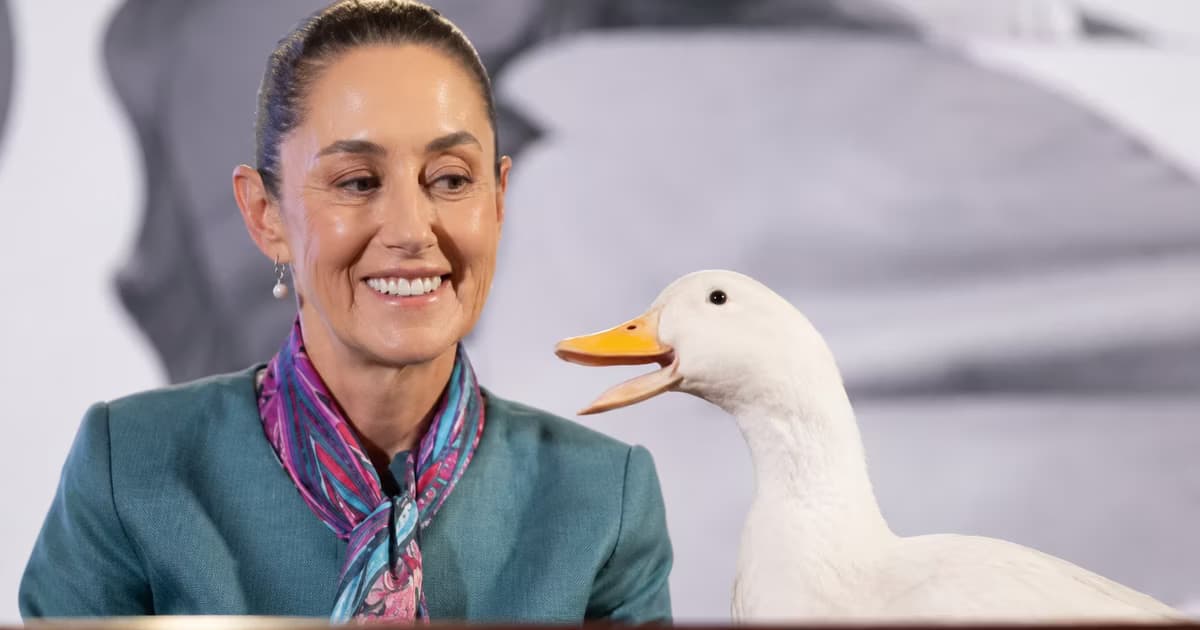 Merlín visitó la Mañanera y Claudia Sheinbaum retiró la mano cuando el pato casi la muerde.